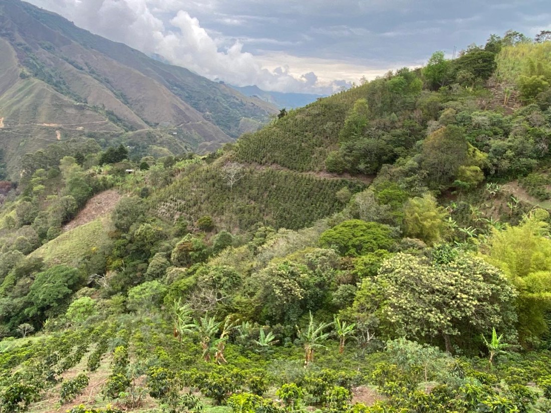Ladera sembrada de café entre montañas