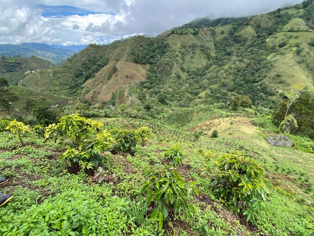 Cafetos jóvenes en una loma con montañas y nubes