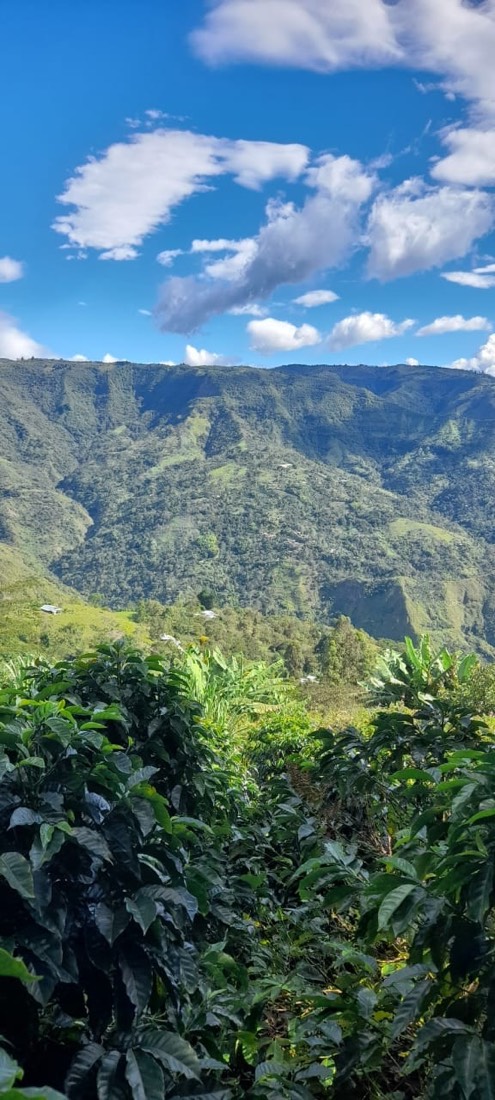 Cafetal bajo un cielo azul frente a la montaña