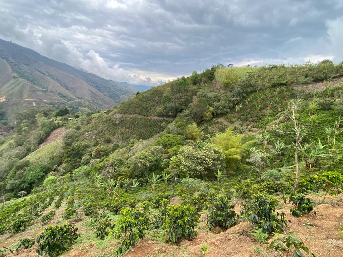 Surcos de café en la falda de la montaña